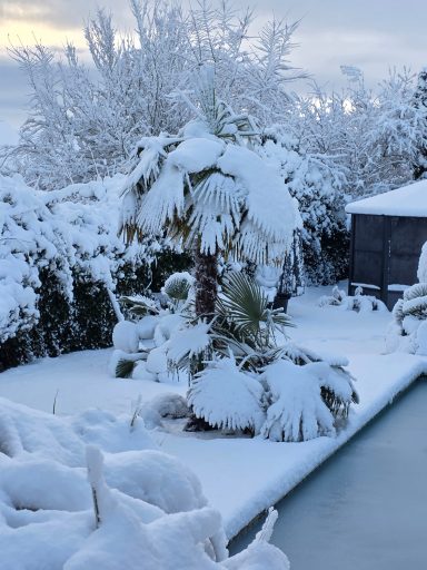 Unsere Palmen im Winter 2026